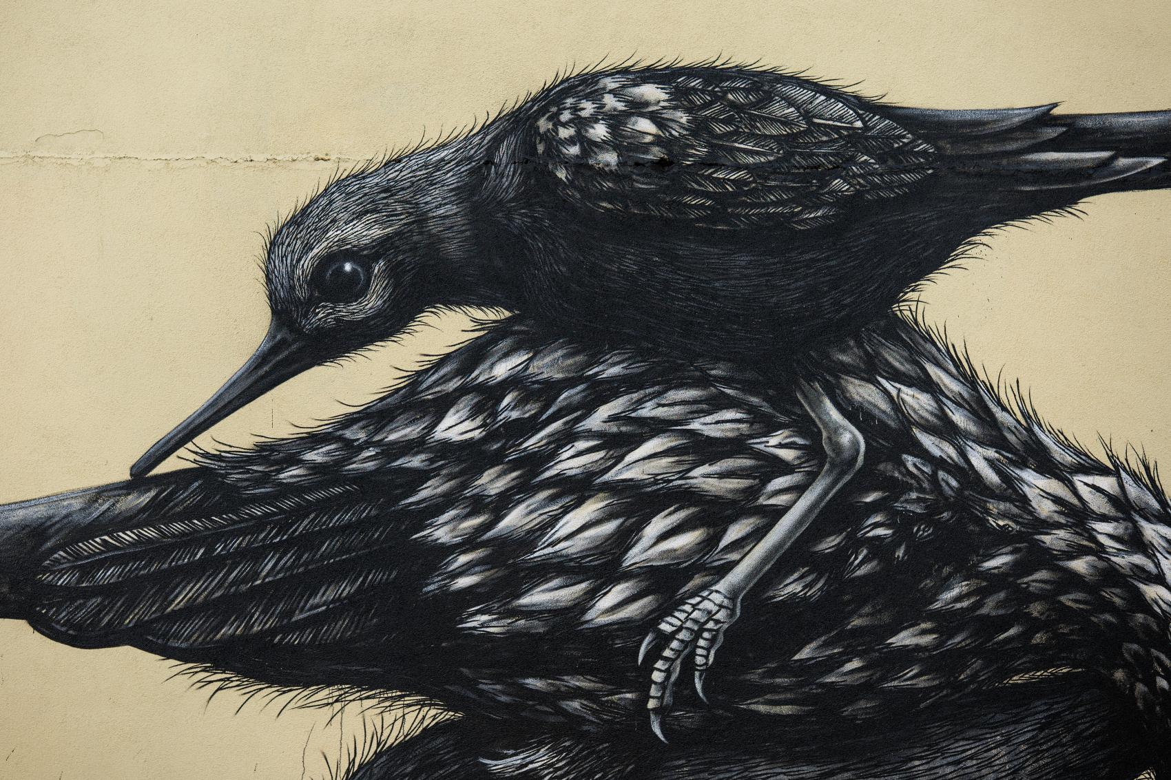 ROA