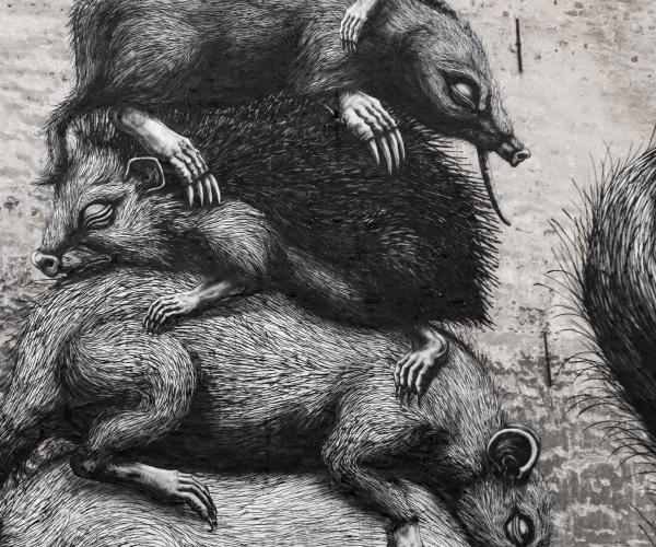 Roa